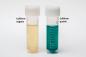 Mobile Preview: 5x Medasa Wassertest für Coliforme Bakterien E.coli Test im Trinkwasser und Brunnenwasser Check